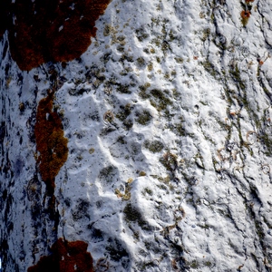 Tronc d'arbre peint en blanc - Italie  - collection de photos clin d'oeil, catégorie clindoeil